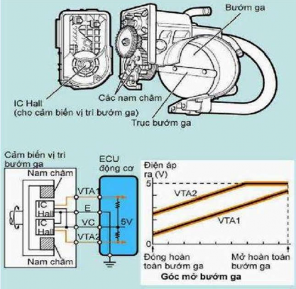 Hình 6 19 Cảm biến vị trí cánh bướm galoại Hall 3 Hiện tượng nguyên nhân sai 4