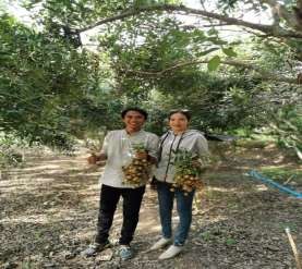 Hình 3 1 Mô hình vườn cây ăn quả của huyện Nguồn tác giả Chú trọng thực 2