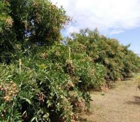 Hình 3 1 Mô hình vườn cây ăn quả của huyện Nguồn tác giả Chú trọng thực 3