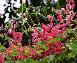 Tulip Tình yêu thắng lợi và đẹp đẽ biểu tượng người yêu hoàn hảo Ti gôn 10