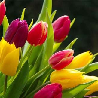 Ti gôn hồng 3 1 3 Mùi hương 10 loài hoa có mùi thơm nhất thế giới Dẫn đầu danh 11