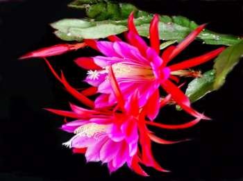 Sen hồng Hân hoan tươi vui Pensée Cung kính tôn nghiêm sự trong trắng không chút tà 2