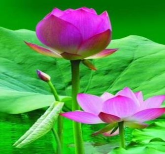 Pensée Cung kính tôn nghiêm sự trong trắng không chút tà tâm Sen cạn Lòng yêu 3