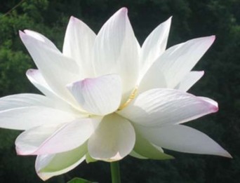 Sen cạn Lòng yêu nước Sim Bằng chứng của tình yêu Sen trắng ương giả thanh cao 4