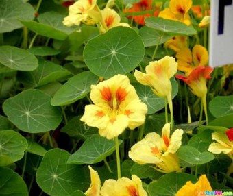 Sim Bằng chứng của tình yêu Sen trắng ương giả thanh cao kiêu hãnh Thược dược 5