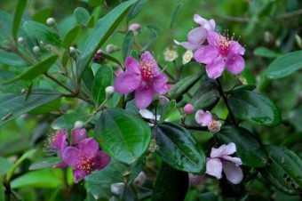 Sen trắng ương giả thanh cao kiêu hãnh Thược dược Sự dịu dàng và nét thầm 6