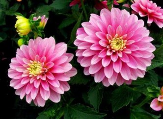 Ti gôn trắng Bạn đ lỗi hẹn lần sau đừng thế nữa nhé Thủy tiên Tôi mong 8