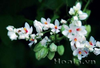 Thủy tiên Tôi mong nhớ bạn đau khổ và không gặp khi đến thăm bạn Tulip Tình 9