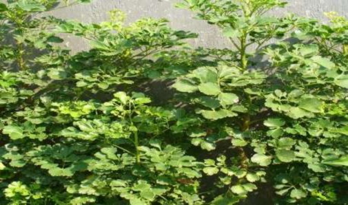 Lá đinh lăng Câu hỏi Câu 1 Trình bày ý nghĩa một số loài hoa mà em biết Câu 2 11