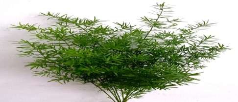 Lá dương xỉ Lá thiết mộc lan hay người ta thường gọi là lá lan hay lá phát 2