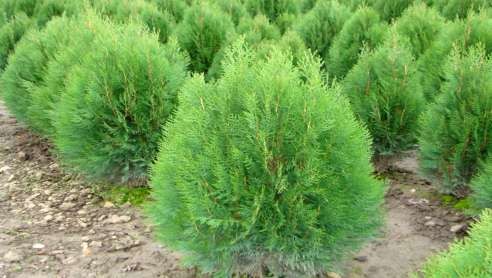 Lá dương xỉ Lá thiết mộc lan hay người ta thường gọi là lá lan hay lá phát 3