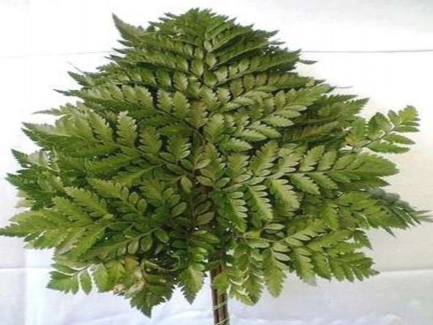 Lá thiết mộc lan hay người ta thường gọi là lá lan hay lá phát tài Lá trắc 4