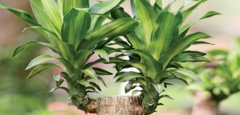 Lá trắc bách diệp Lá trầu bà Lá trúc đốm Lá kim thủy tùng hay còn gọi là lá 5