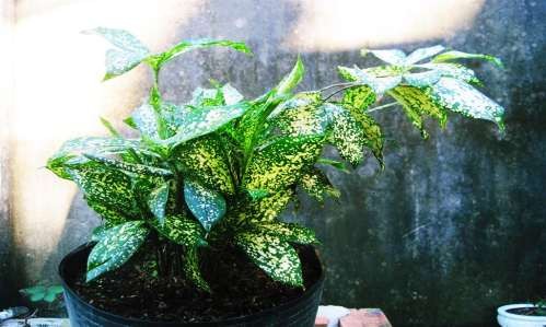 Lá kim thủy tùng hay còn gọi là lá măng Lá chanh Lá cau Lá đinh lăng Câu hỏi Câu 8