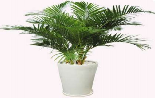 Lá chanh Lá cau Lá đinh lăng Câu hỏi Câu 1 Trình bày ý nghĩa một số loài hoa mà 9