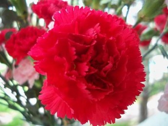 Cẩm nhung Tôi mến bạn lắm Cẩm chướng có sọc Sự cao thượng Cúc trắng Lòng 10