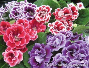 Cẩm chướng có sọc Sự cao thượng Cúc trắng Lòng cao thượng sự chân thực 11