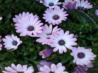 Cúc Lạc quan và niềm vui Cúc tím Thạch thảo Sự lưu luyến khi chia tay Cúc vàng 14