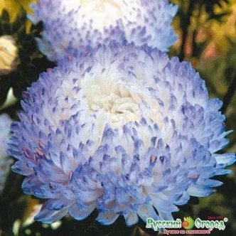 Cúc tím Thạch thảo Sự lưu luyến khi chia tay Cúc vàng Lòng kính yêu quý mến 15