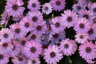 Cúc vàng Lòng kính yêu quý mến nỗi hân hoan vui vẻ tỏ sự chân thực trong 16