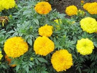 Cúc Zinnia Nhớ đến bạn bè xa vắng Cúc Ba Tư Sự trong trắng Cúc vạn thọ Chúc 18