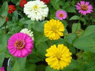 Cúc Ba Tư Sự trong trắng Cúc vạn thọ Chúc sống lâu Đồng tiền Niềm tin 19