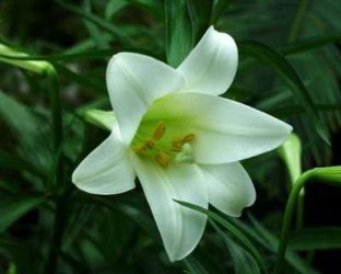 Sự trong trắng và thanh nhã Bất tử Dù có điều gì xảy ra đi nữa h y tin rằng 2