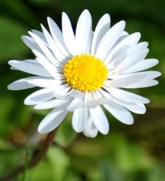 Cúc vạn thọ Chúc sống lâu Đồng tiền Niềm tin tưởng sự sôi nổi Lưu ly 20