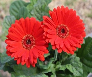 Lưu ly Forget me not Xin đừng quên em 22