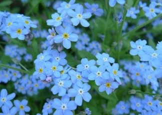 Lâu Đồng tiền Niềm tin tưởng sự sôi nổi Lưu ly Forget me not Xin đừng quên em 23