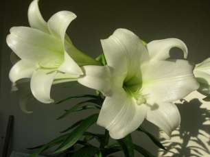 Bất tử Dù có điều gì xảy ra đi nữa h y tin rằng tình yêu của chúng ta là 3