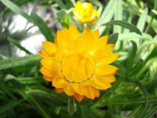 Cẩm chướng Tượng trưng cho tình bạn lòng quý mến tình yêu trong trắng thanh cao 4