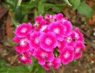 Cẩm chướng tím Tính thất thường Cẩm chướng vàng Tỏ ý khinh bỉ coi thường 6