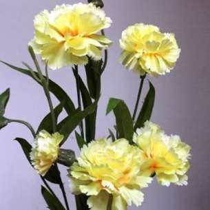 Cẩm chướng hồng Tỏ ý từ chối không tiếp nhận Cẩm chướng đỏ Biểu hiện 8