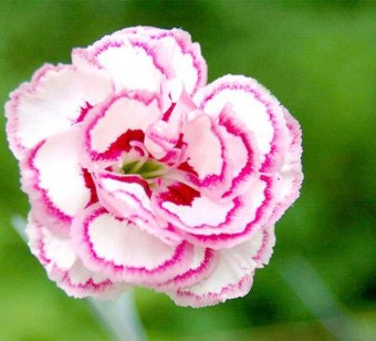 Cẩm chướng đỏ Biểu hiện sự tôn kính tỏ ý đau buồn đau khổ Cẩm nhung Tôi 9