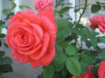 Hồng gai Tỏ lòng tốt Hồng đỏ Một tình yêu m nh liệt và đậm đà Hồng Tình 1