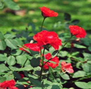 Hồng viền trắng Sự trong sạch và thanh cao Huệ tây Sự thanh khiết Hướng 11