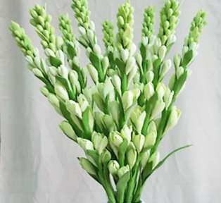 Huệ tây Sự thanh khiết Hướng dương Niềm tin và hy vọng Anh chỉ biết duy nhất 12