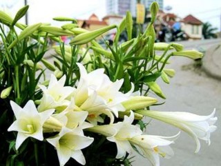 Hướng dương Niềm tin và hy vọng Anh chỉ biết duy nhất có em Huệ Chúng ta hãy 13