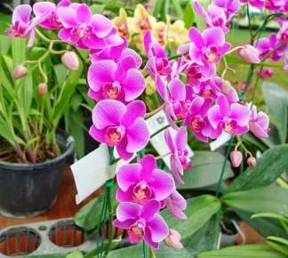 Lay ơn Cuộc họp vui vẻ và lời hẹn cho ngày mai Hải đường Tình bạn ngát 16