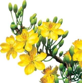 Đào Một mùa xuân tràn trề ước mơ và hy vọng Lài Tình yêu mới chớm nở Mào 19