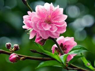 Lài Tình yêu mới chớm nở Mào gà Không có điều gì làm anh chán cả Mười giờ 20