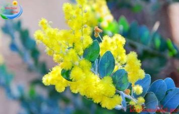 Mào gà Không có điều gì làm anh chán cả Mười giờ Hẹn em lúc 10h 21