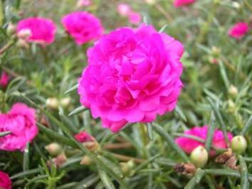 Chớm nở Mào gà Không có điều gì làm anh chán cả Mười giờ Hẹn em lúc 10h 23