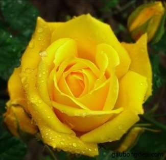 Hồng trắng Bắt đầu một tình yêu mơ mộng Hồng đậm Người đẹp kiêu kỳ 5