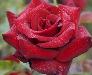 Hồng cam Tình yêu hòa lẫn với ghen tuông Hồng phớt Tình yêu kín đáo sâu sắc 7