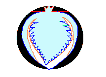 Hình 4 5 Tỉa quả dâu Tạo núm cho quả dâu chẻ 2 rãnh chữ V trên núm Sửa hình 5