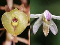 Ngày 13 8 Tổ chức Wildlife At Risk WAR cho biết thêm hai loài lan hiếm được ghi 10