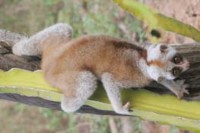 Một hộ nông dân trên đảo Phú Quốc đã bắt giữ 3 con Culi lớn tại vườn nhà 7