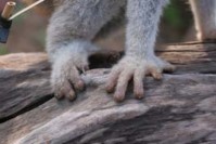 Bàn tay chân phải Bàn tay chân trái Culi lớn lần đầu tiên được phát hiện 8